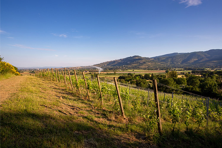Syrah Cortona DOC