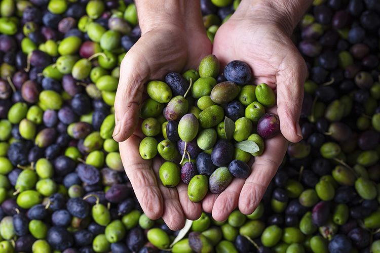 Olio extravergine di oliva